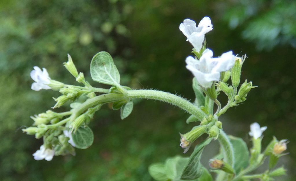 Clinopodium nepeta / Mentuccia (Lamiaceae)