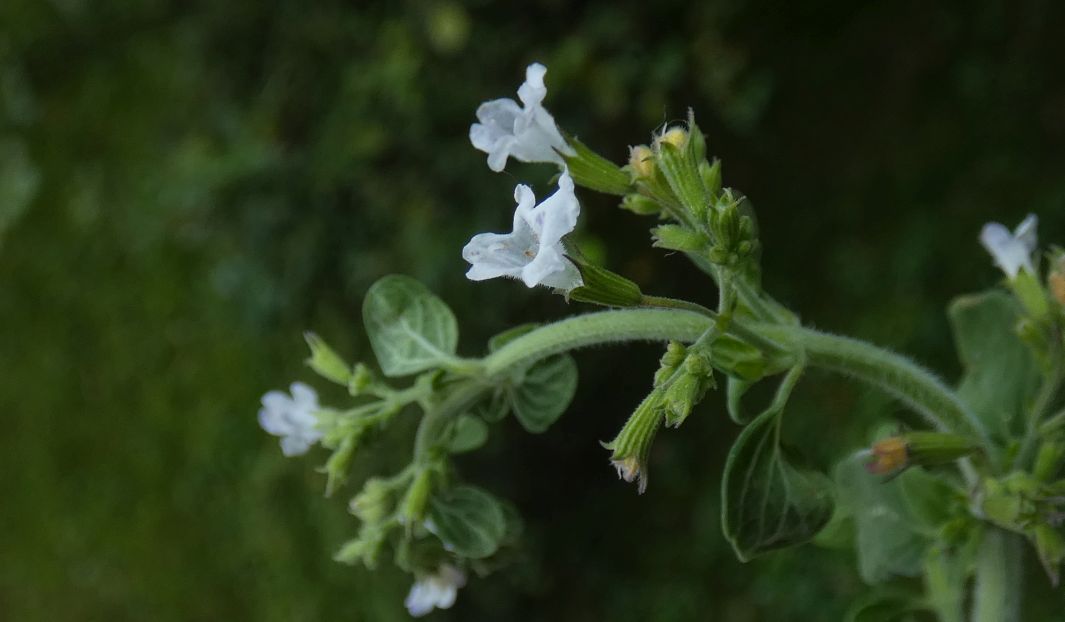 Clinopodium nepeta / Mentuccia (Lamiaceae)