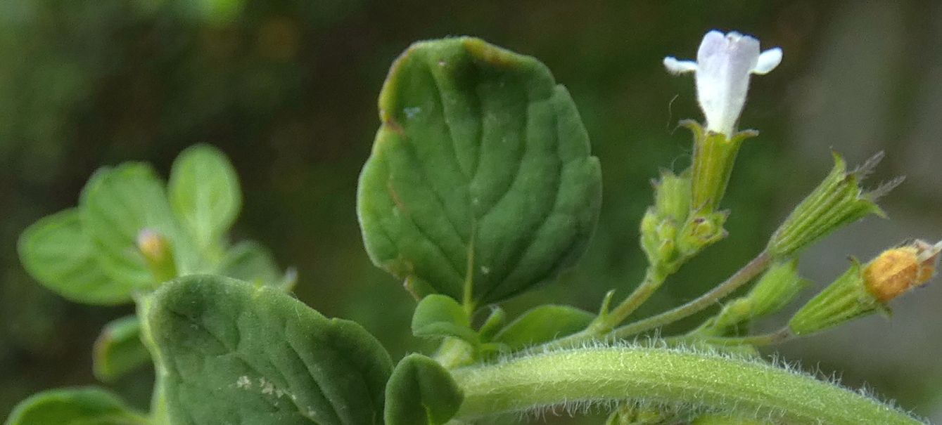 Clinopodium nepeta / Mentuccia (Lamiaceae)