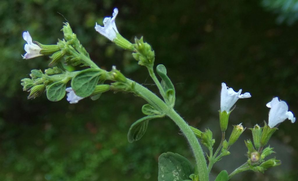 Clinopodium nepeta / Mentuccia (Lamiaceae)