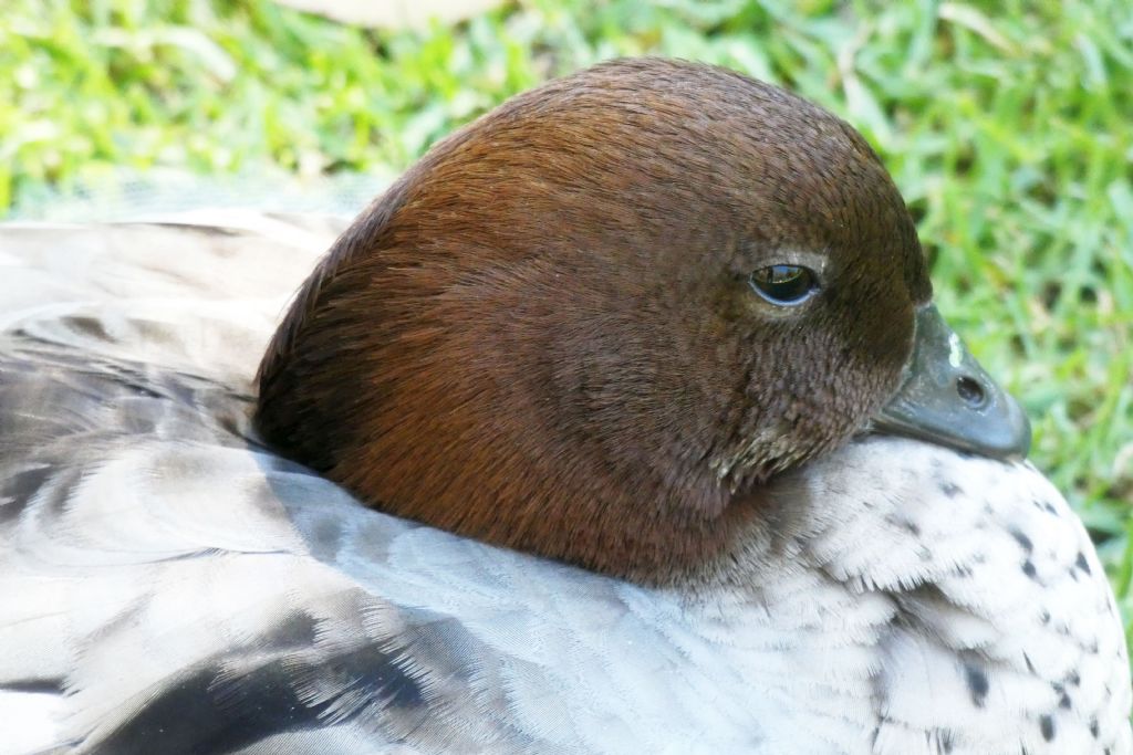 Anatra crinita o Anatra arboricola australiana (Chenonetta jubata)