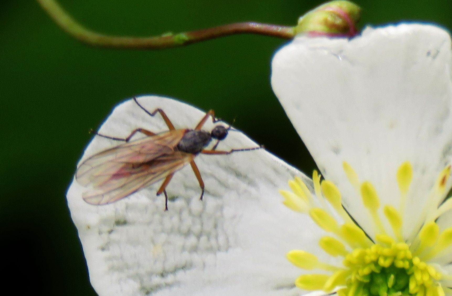 Empididae: Empis sp.