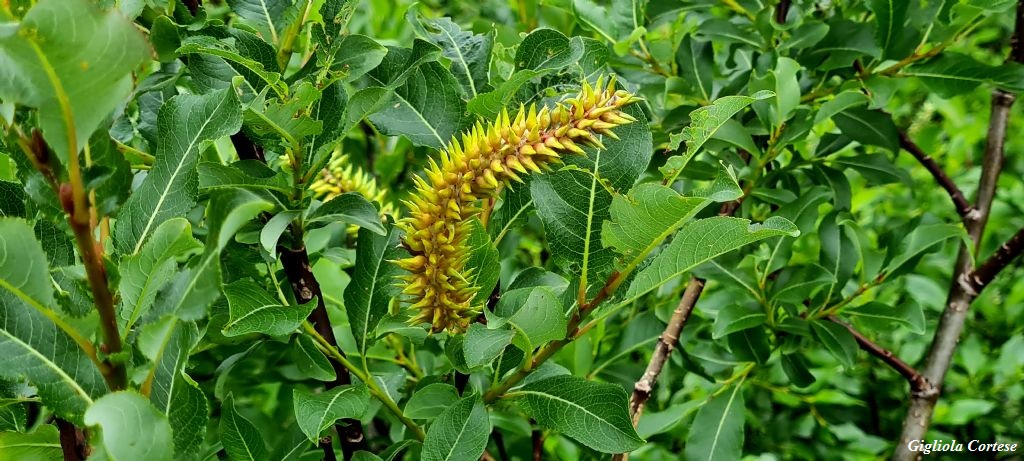 Salix hastata