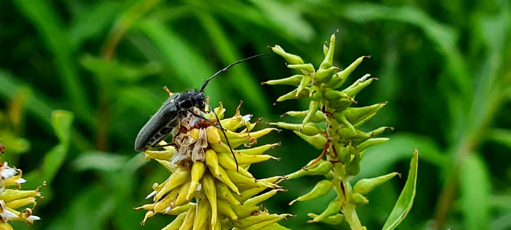 Cerambycidae: Stenostola sp.