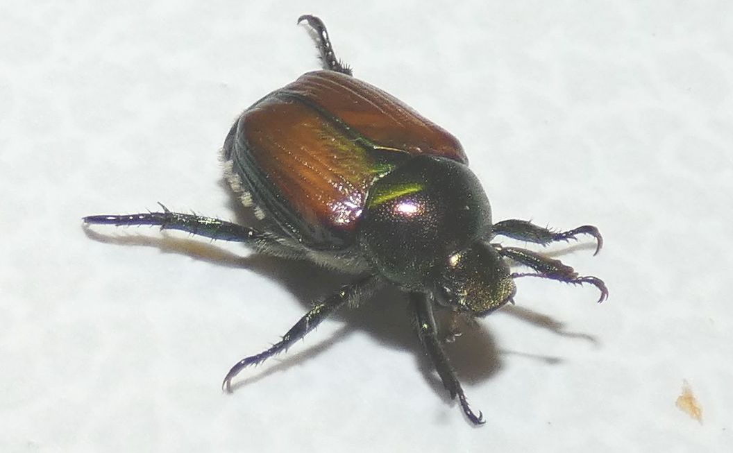 Melolonthidae? No, Rutelidae: Popillia japonica