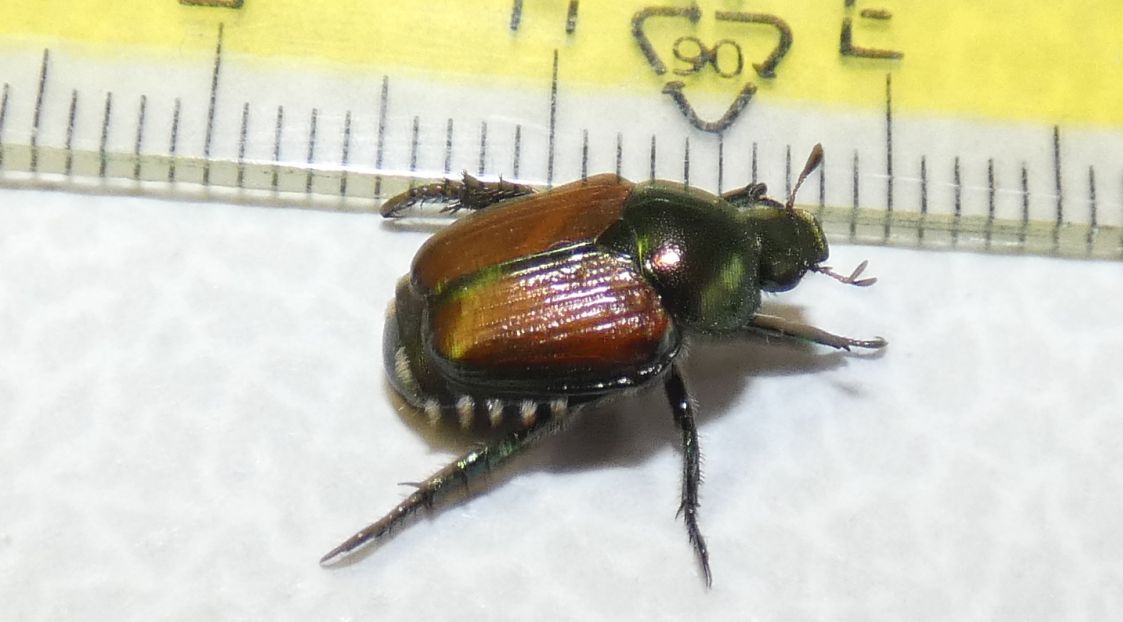 Melolonthidae? No, Rutelidae: Popillia japonica