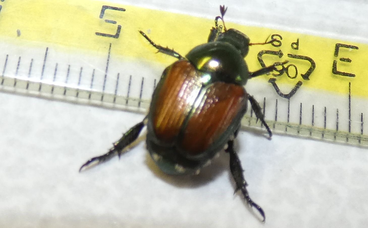 Melolonthidae? No, Rutelidae: Popillia japonica