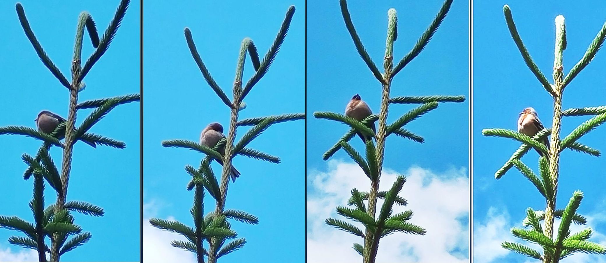 Fringuello (Fringilla coelebs), maschio