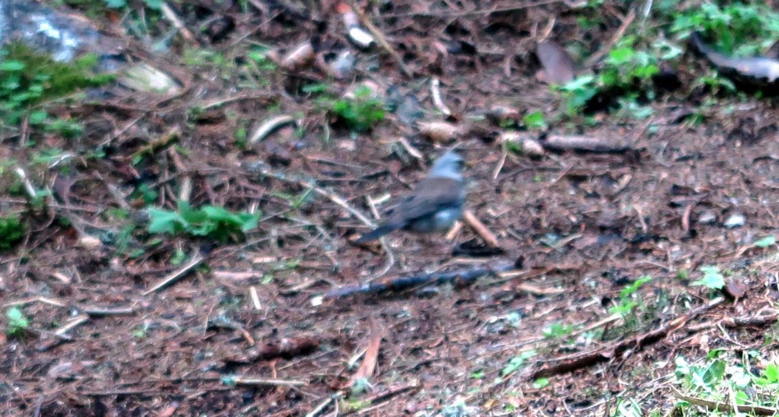 Cesena ( Turdus pilaris )