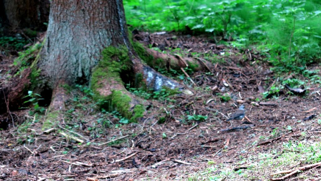 Cesena ( Turdus pilaris )