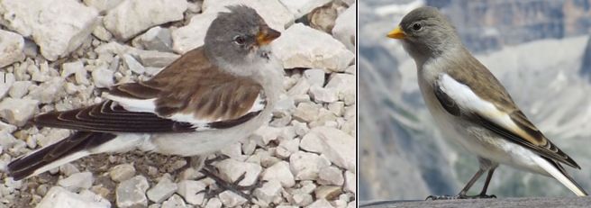 Cesena ( Turdus pilaris )