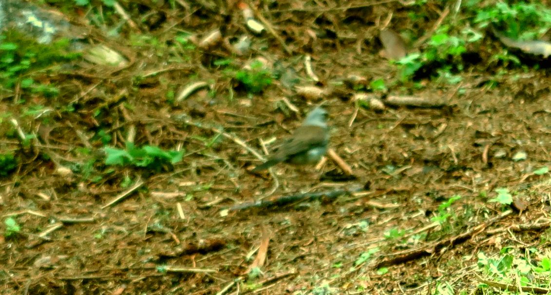 Cesena ( Turdus pilaris )