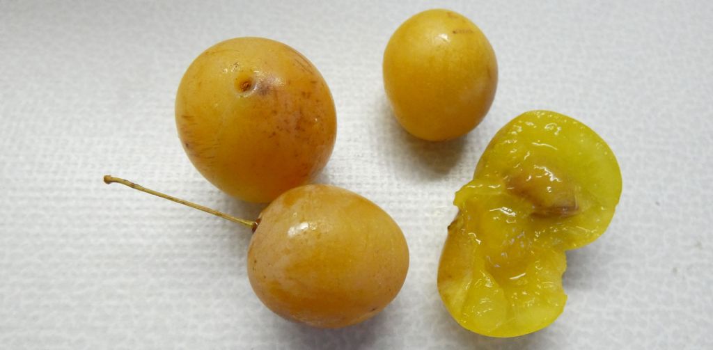 Prunus sp.  ? S, Prunus cerasifera / Mirabolano