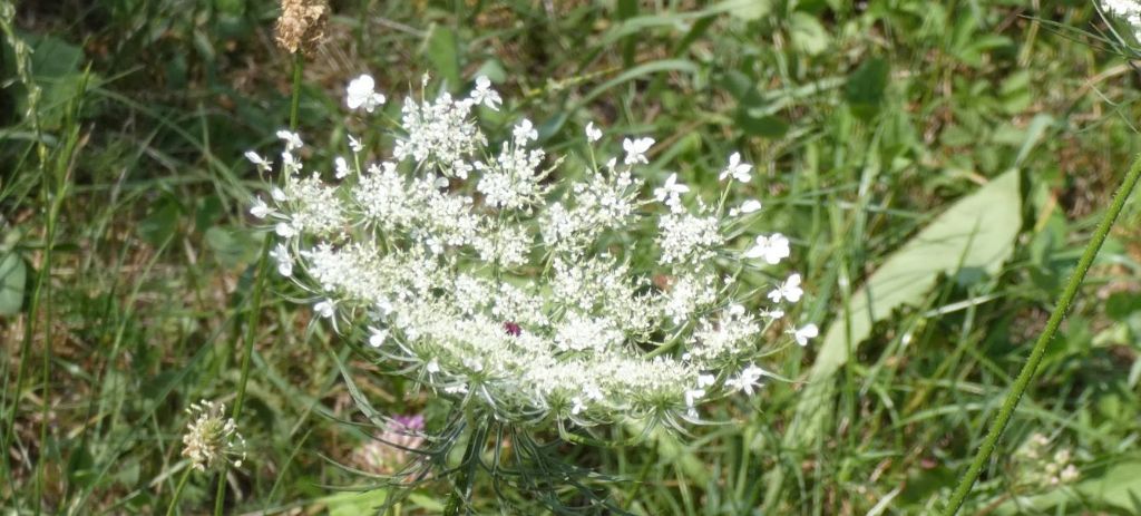 Apiaceae: Daucus carota