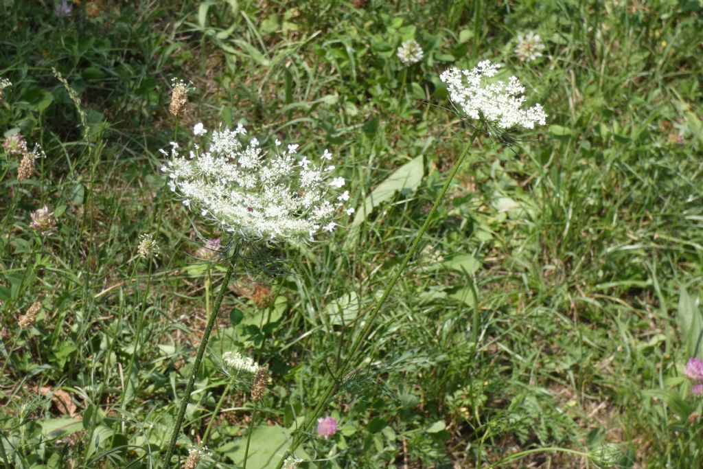 Apiaceae: Daucus carota