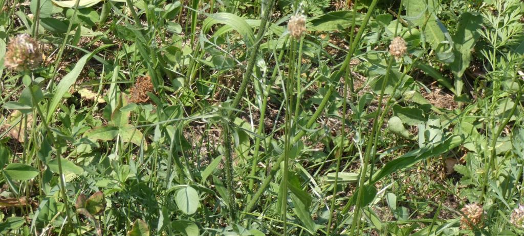 Apiaceae: Daucus carota