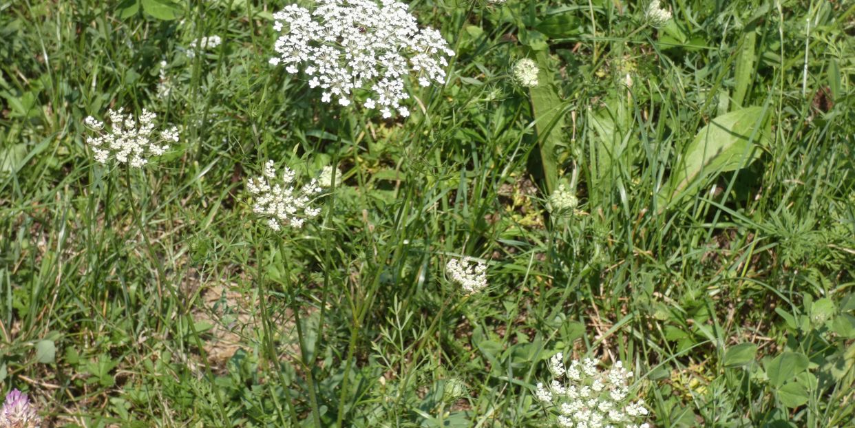 Apiaceae: Daucus carota