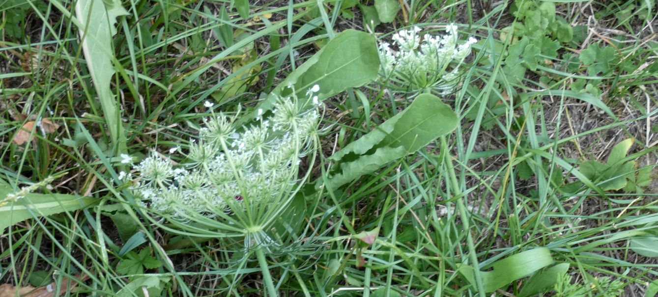 Apiaceae: Daucus carota