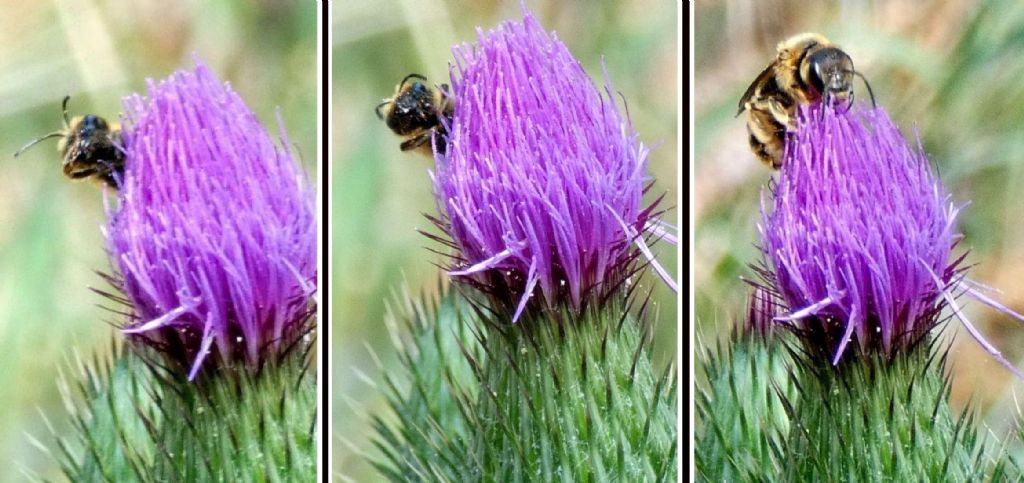 Apidae Halictinae: Halictus scabiosae (cfr.)