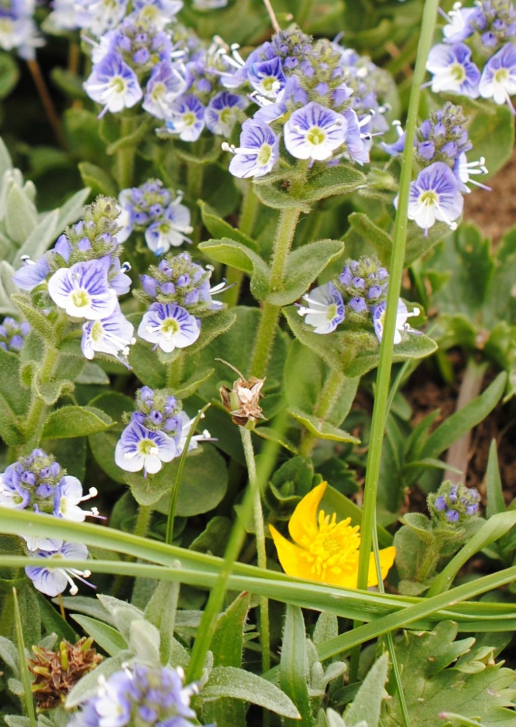 Veronica?  V. serpyllifolia