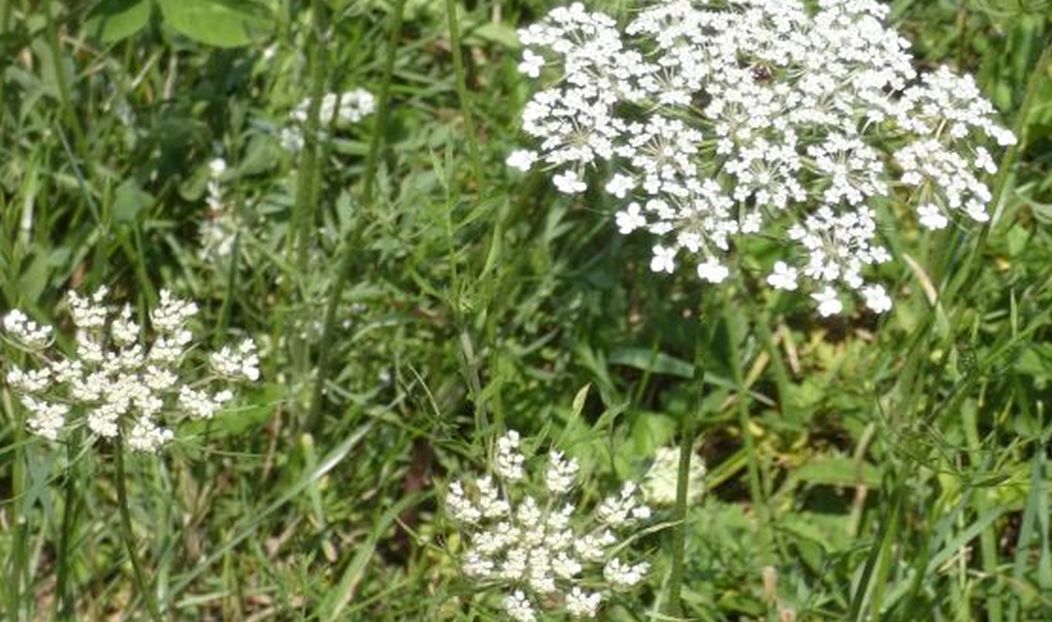 Apiaceae: Daucus carota