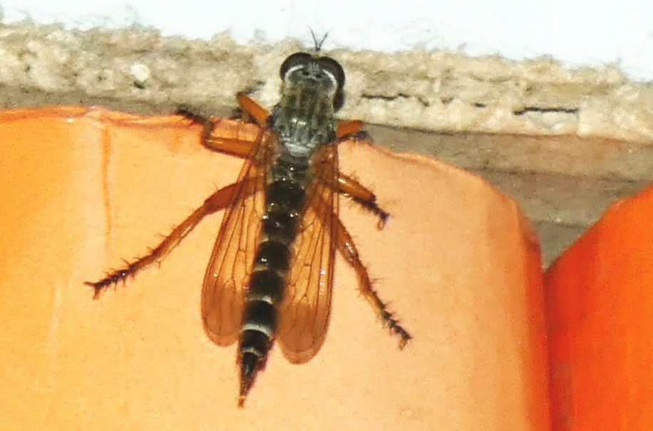 Asilidae: Neomochtherus pallipes, femmina