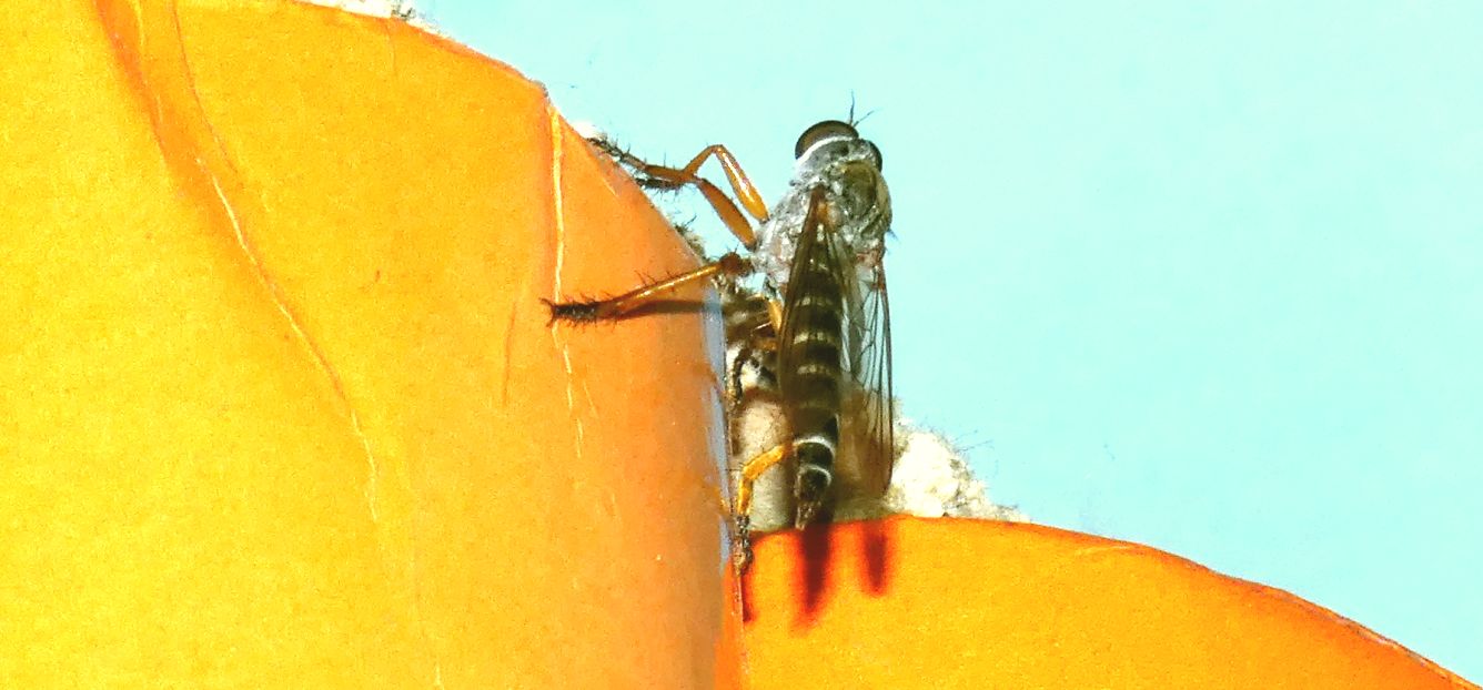 Asilidae: Neomochtherus pallipes, femmina