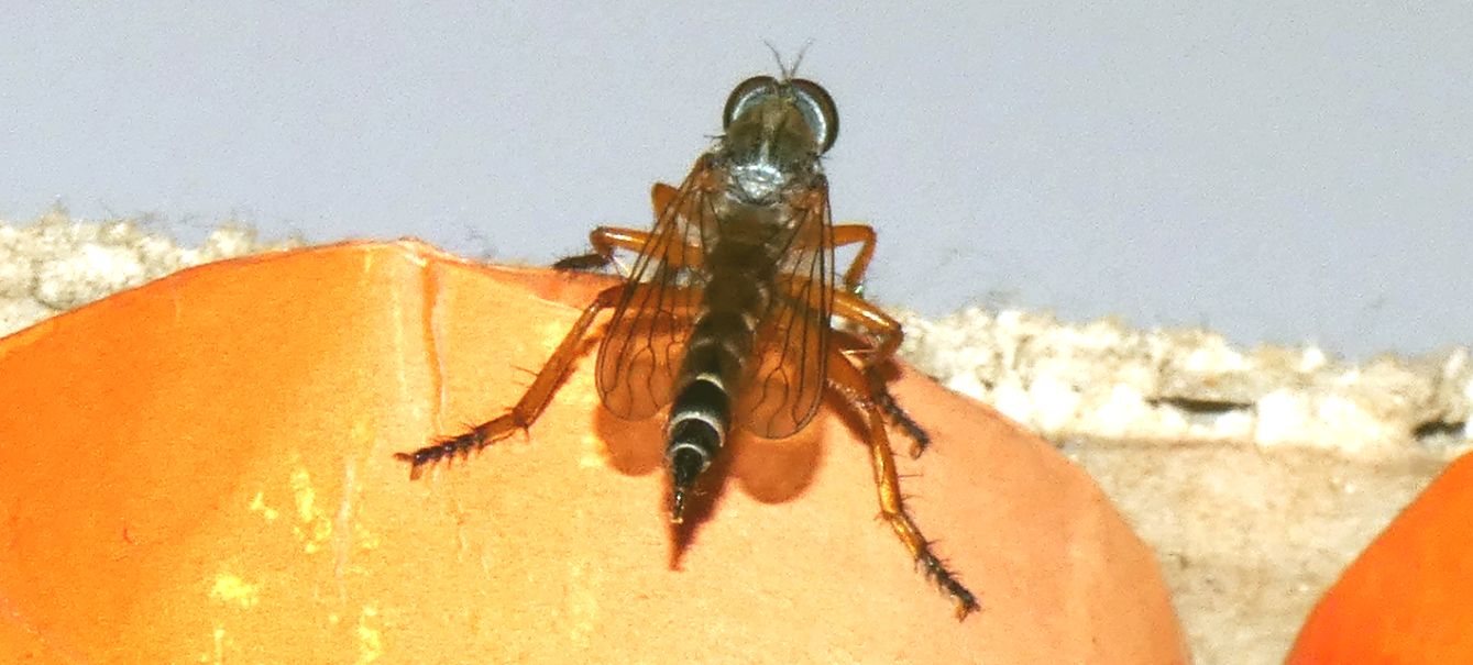 Asilidae: Neomochtherus pallipes, femmina