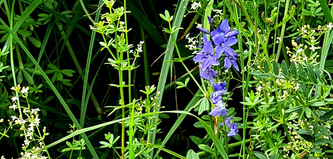 Veronica teucrium (Plantaginaceae)