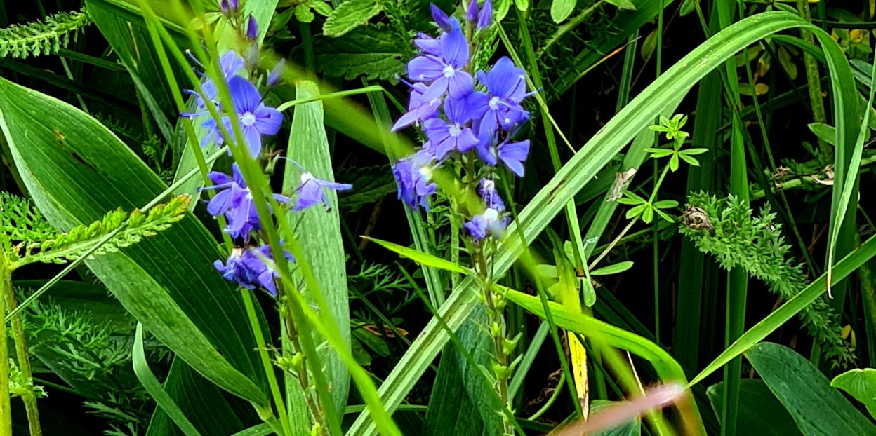 Veronica teucrium (Plantaginaceae)