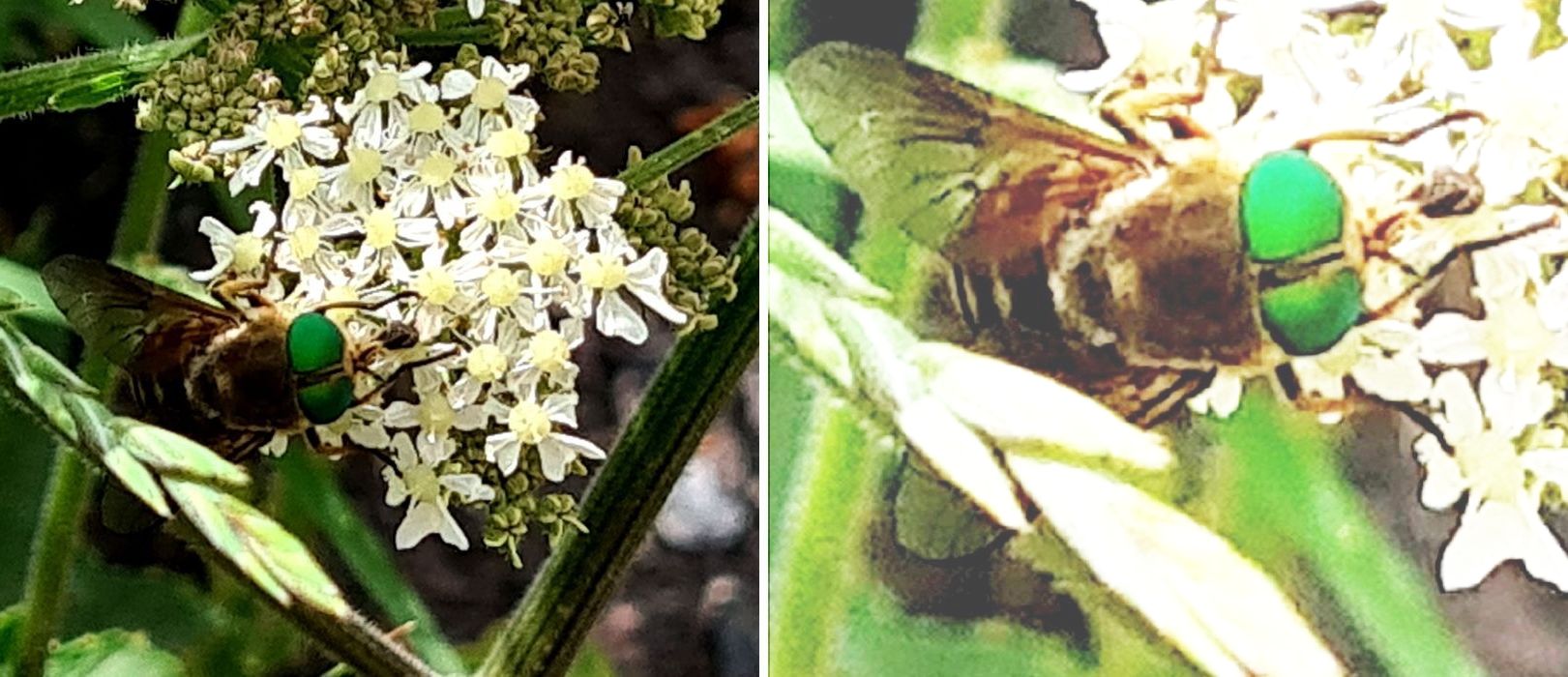 Tabanidae: Philipomyia sp