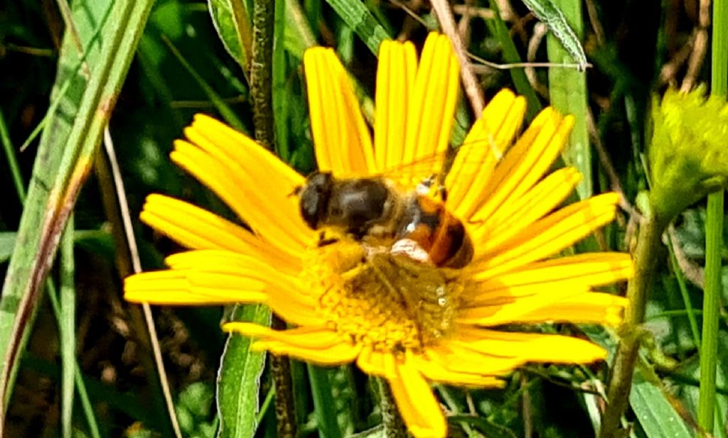 Syrphidae: Eristalis sp.