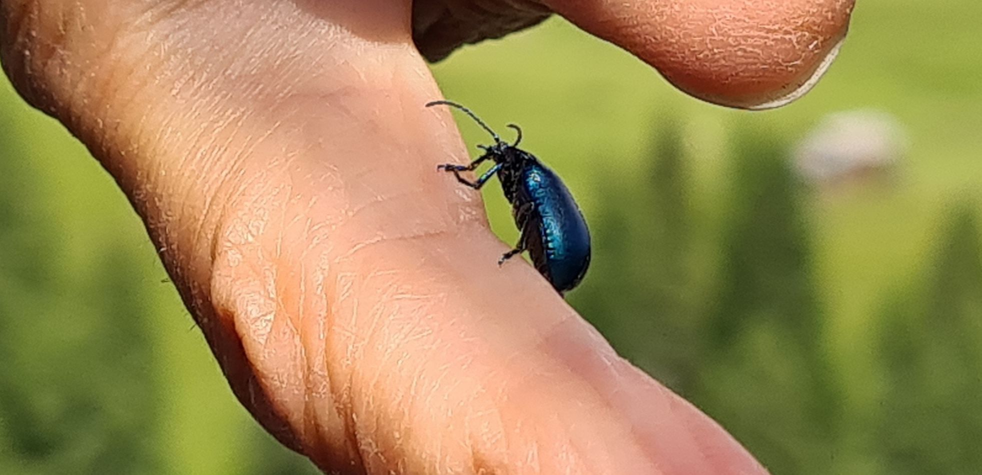 Chrysomelidae: Oreina intricata