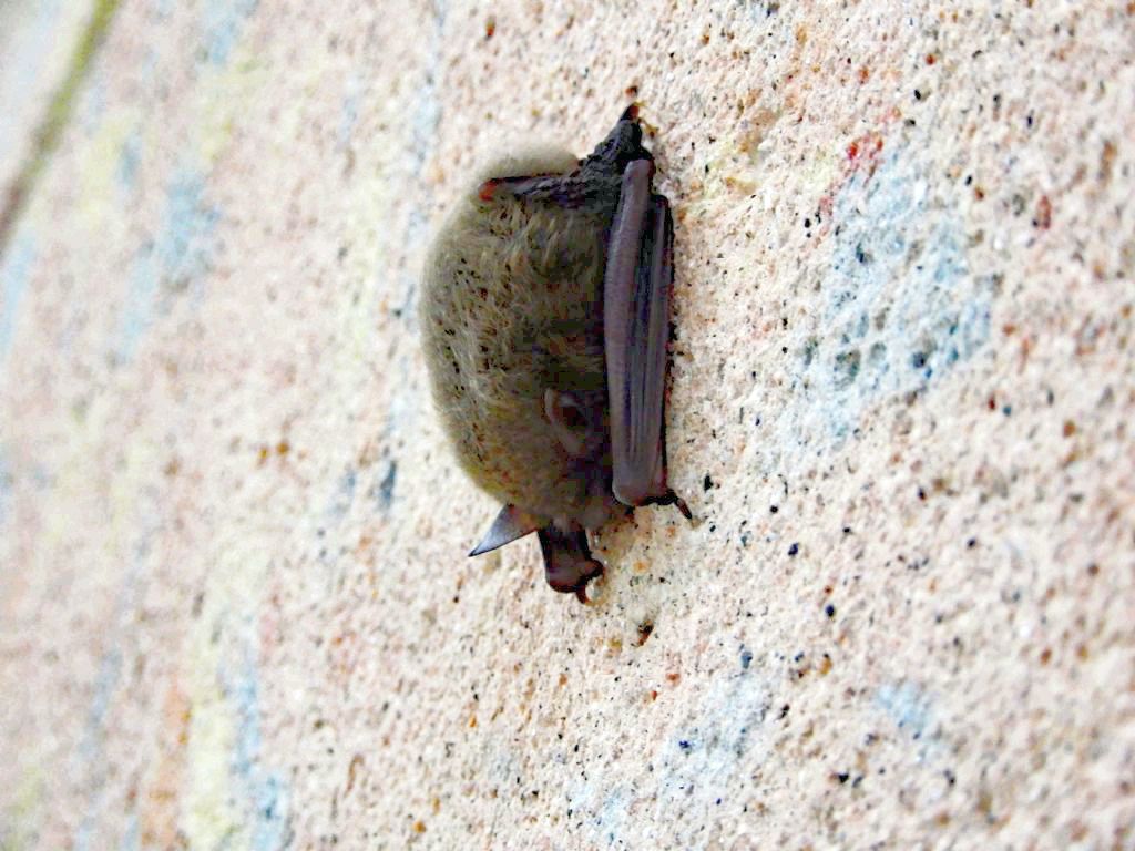 Pipistrello  da id.