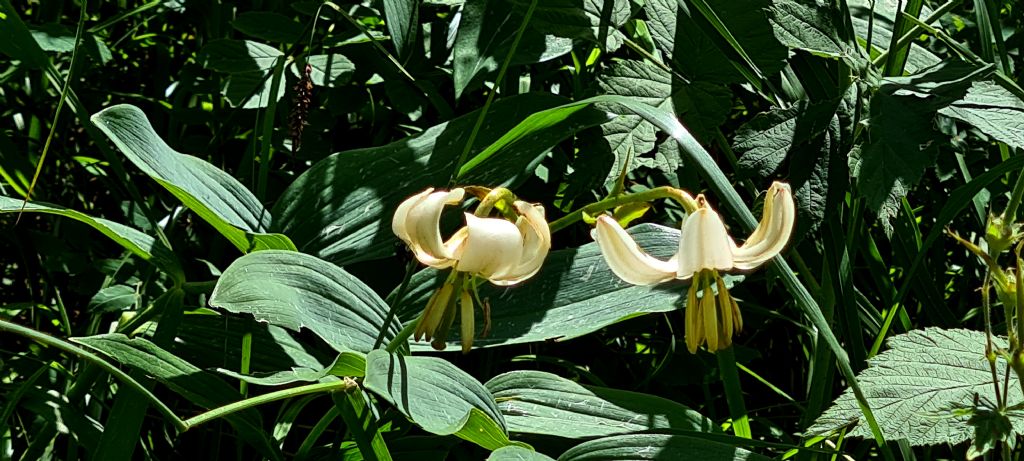 Lilium martagon ...bianco