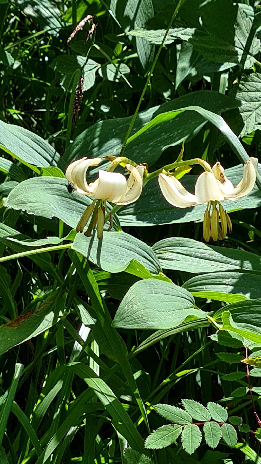 Lilium martagon ...bianco