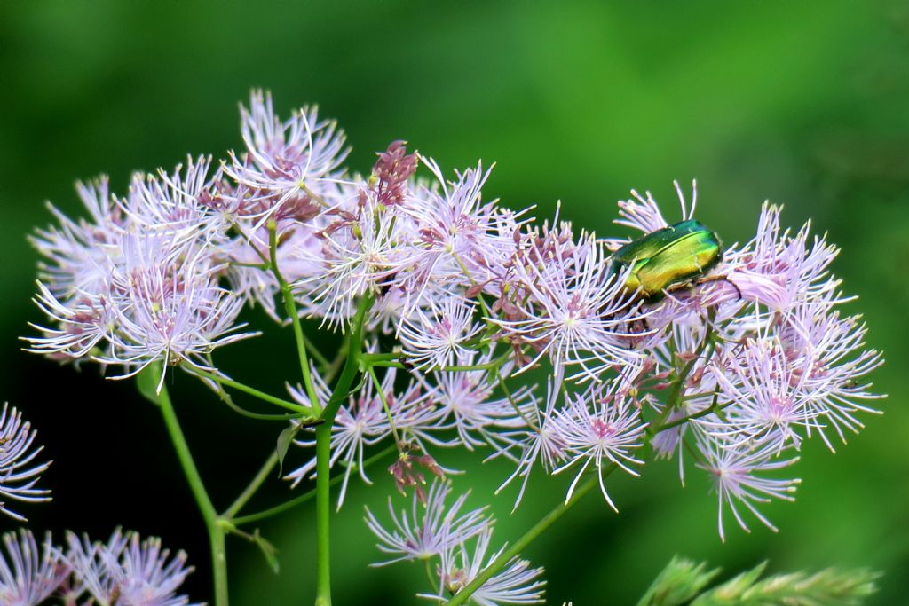 Entrambe Thalictrum aequifolium (Ranunculaceae)?  S�, ma aquilegiifolium