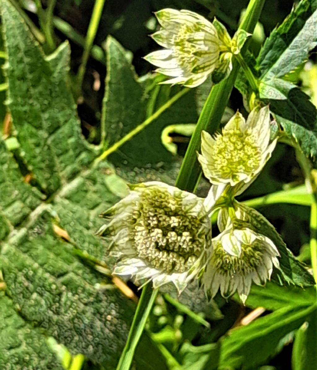 Astrantia major (Apiaceae)
