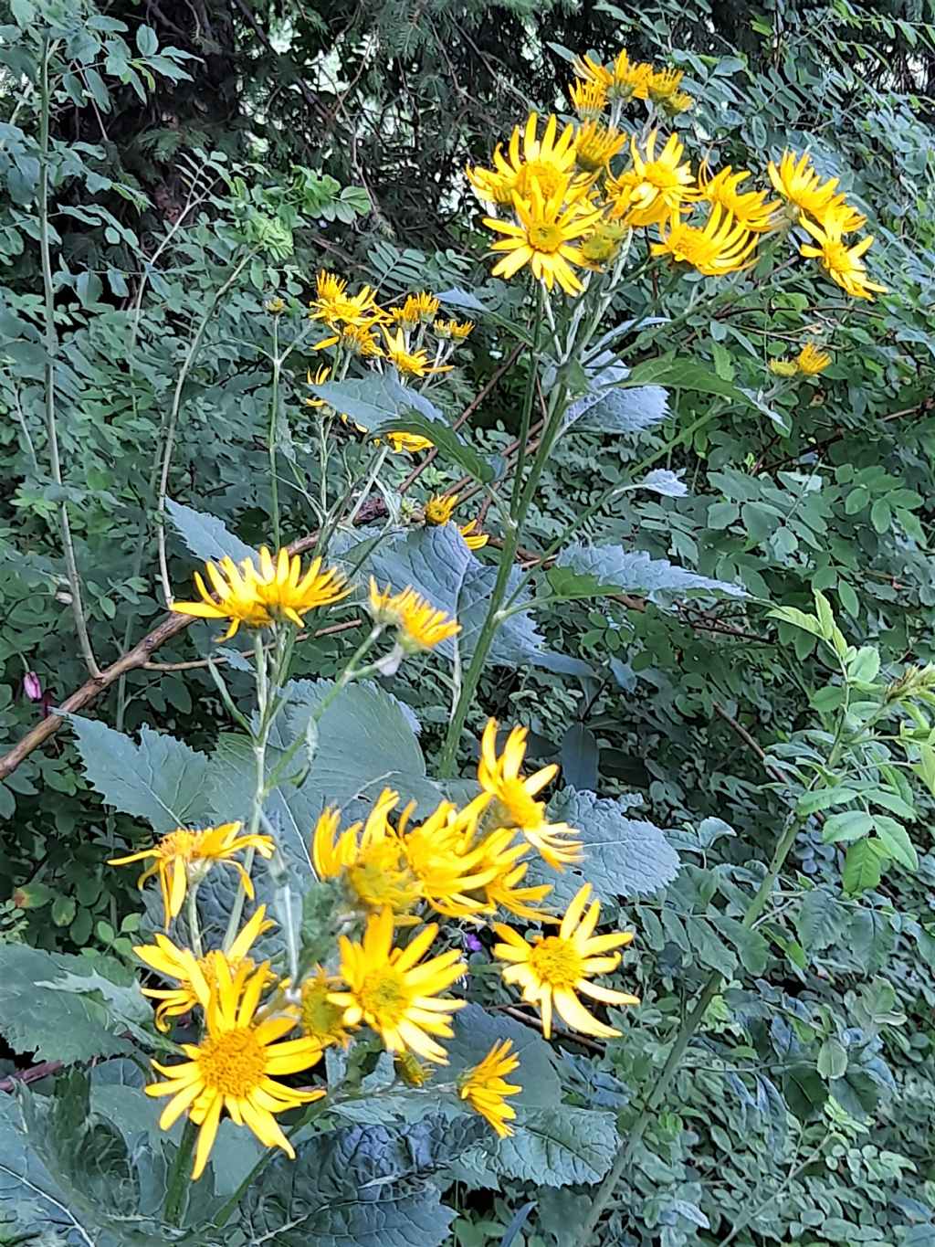 Asteraceae: Jacobaea sp.?  S, Jacobaea alpina