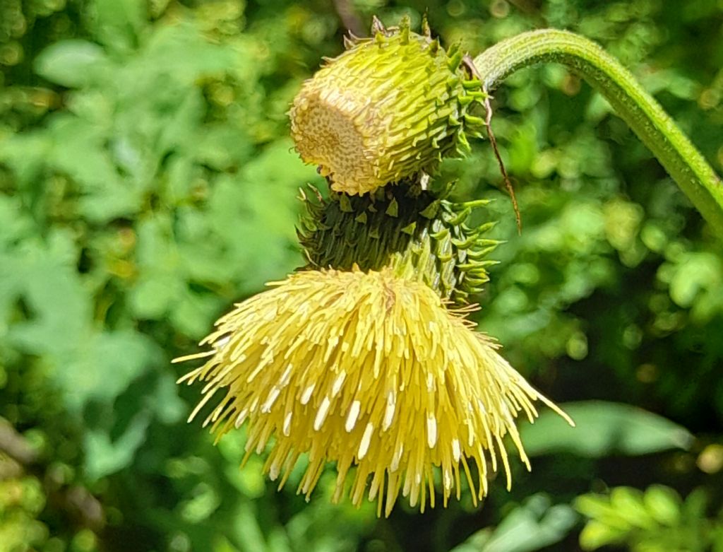 Cirsium erisithales (Asteraceae)