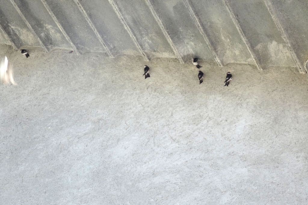 Un raduno eccezionale di balestrucci (Delichon urbicum)