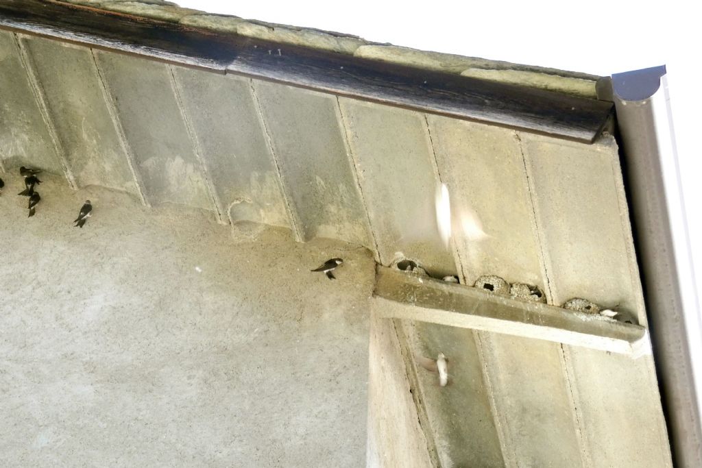 Un raduno eccezionale di balestrucci (Delichon urbicum)