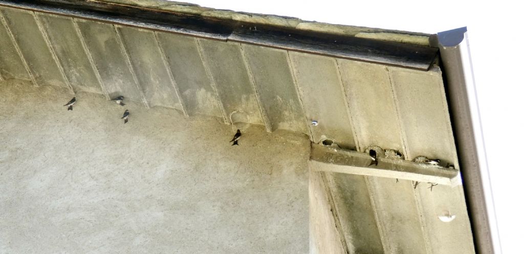 Un raduno eccezionale di balestrucci (Delichon urbicum)