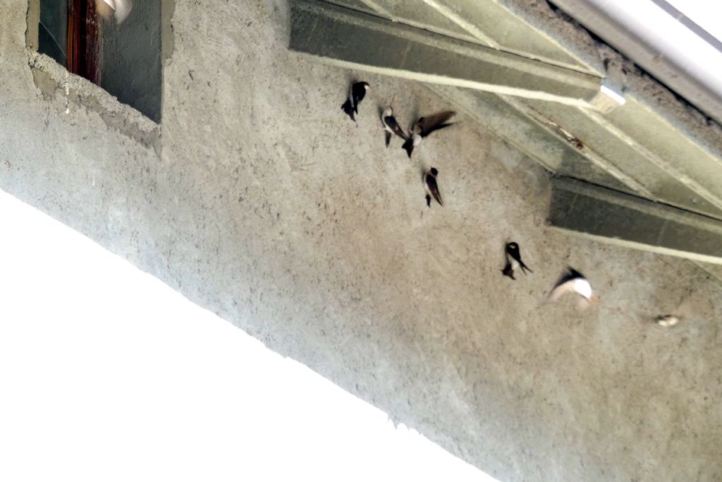 Un raduno eccezionale di balestrucci (Delichon urbicum)