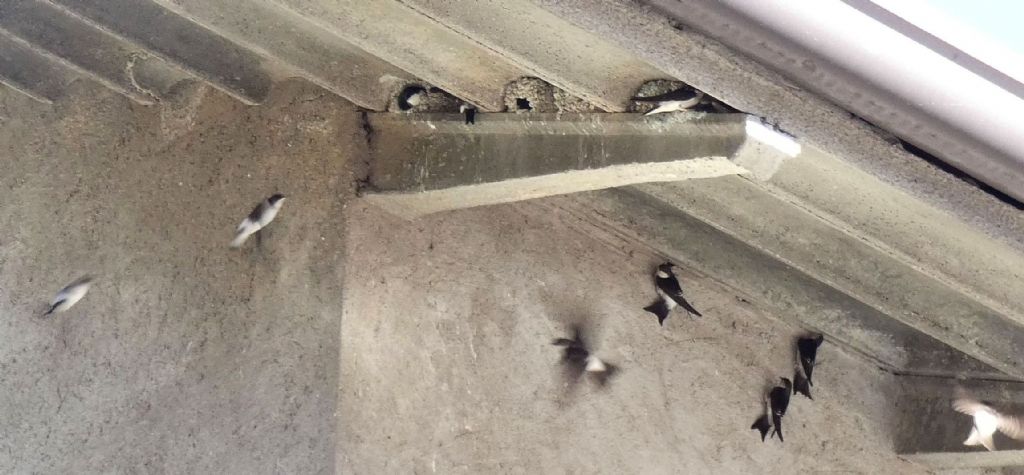 Un raduno eccezionale di balestrucci (Delichon urbicum)