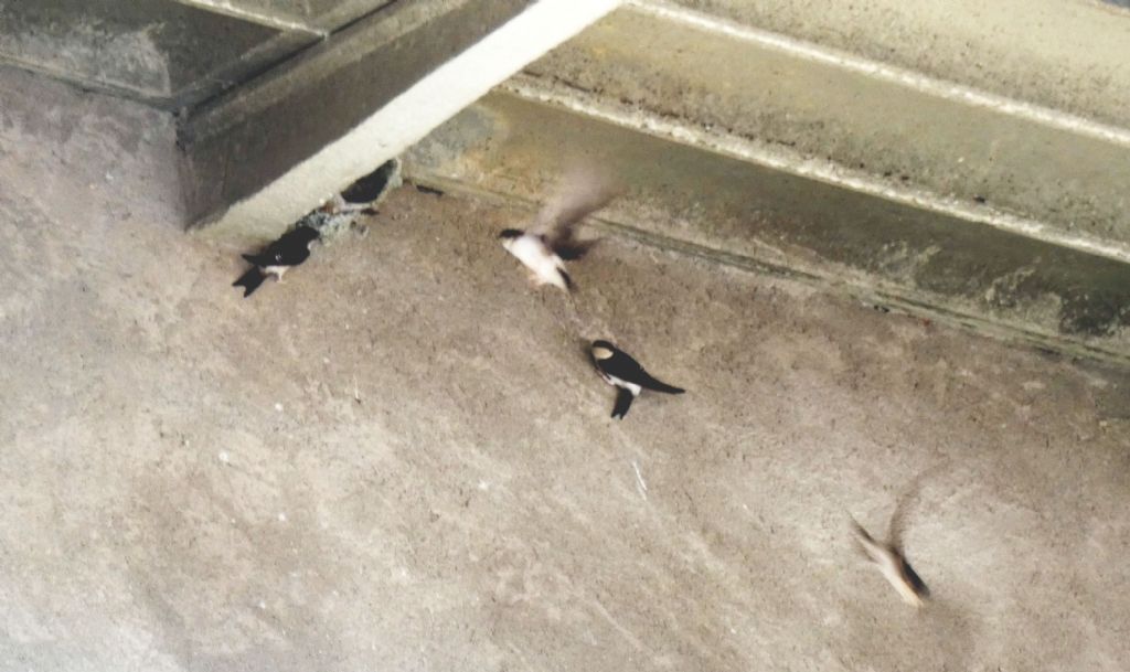 Un raduno eccezionale di balestrucci (Delichon urbicum)