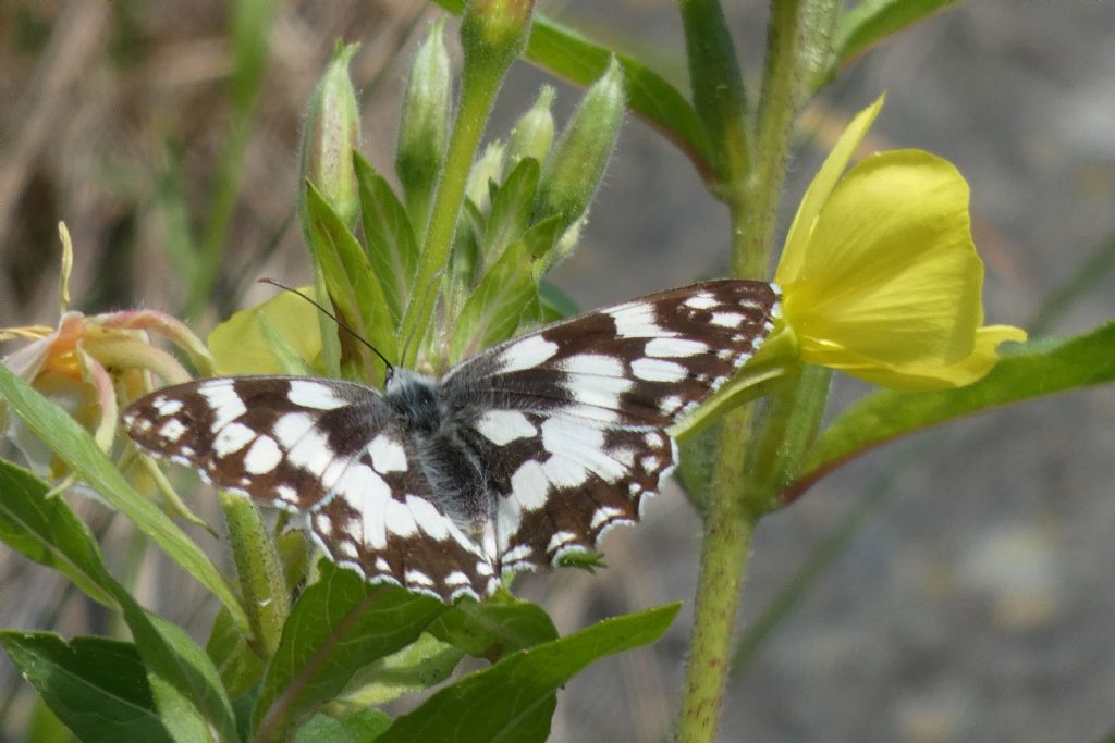 Nymphalidae Satyrinae: Melanargia galathea ? S�