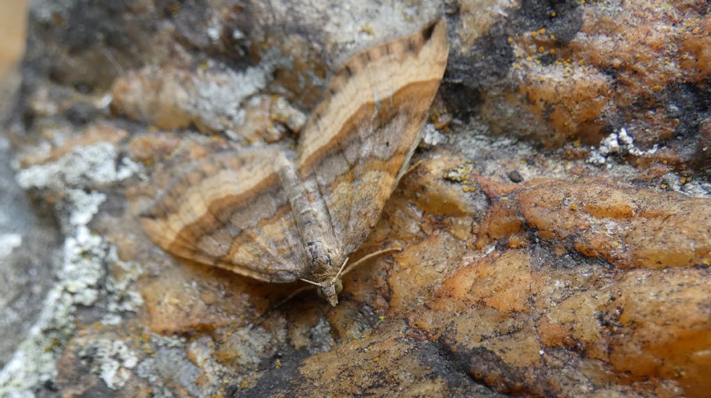 Farfalla molto mimetica: Scotopteryx chenopodiata, (Geometridae)