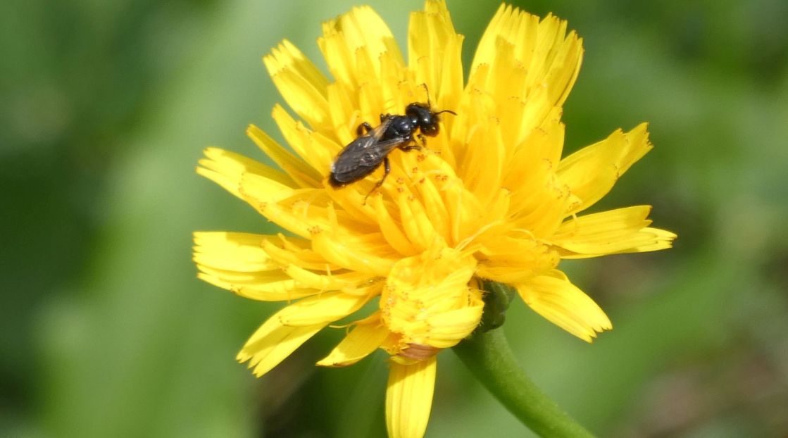 Apidae Andreninae: Panurgus sp., maschio