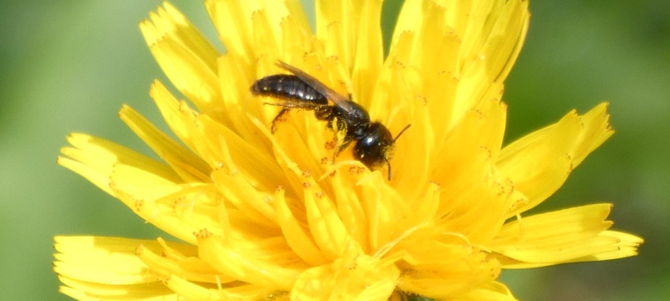 Apidae Andreninae: Panurgus sp., maschio